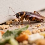 what do cockroaches eat