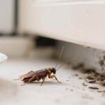 what attracts roaches