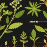 what does weed look like as a plant