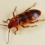 what do roach eggs look like