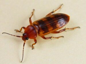 what do roach eggs look like