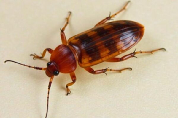 what do roach eggs look like