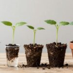 philodendron propagation