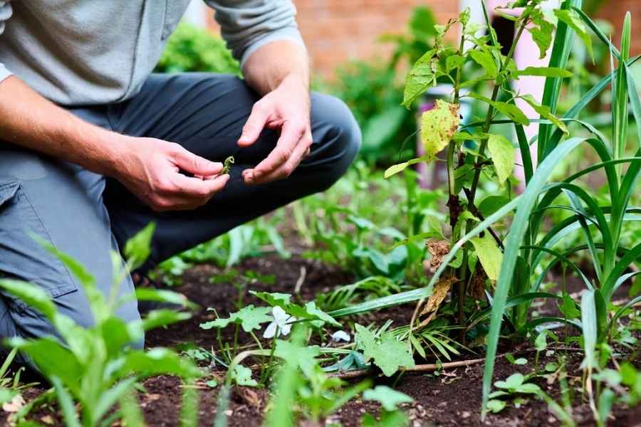 killing weeds with bleach
