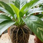 mature size for prayer plant